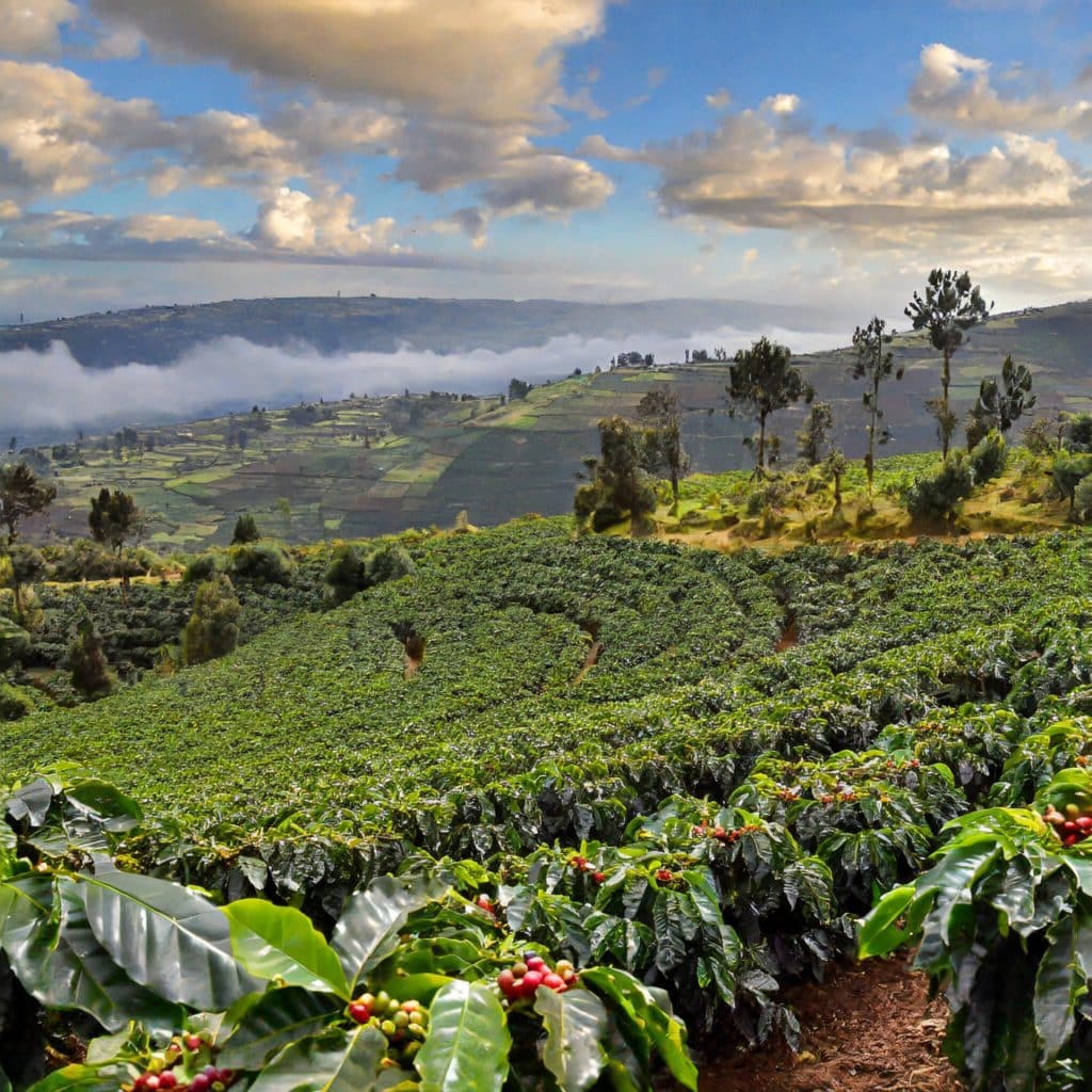 Terroirs d'ethiopie
