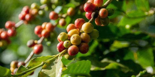 CAFE938_EspressoBioGrains-Grains Feuilles